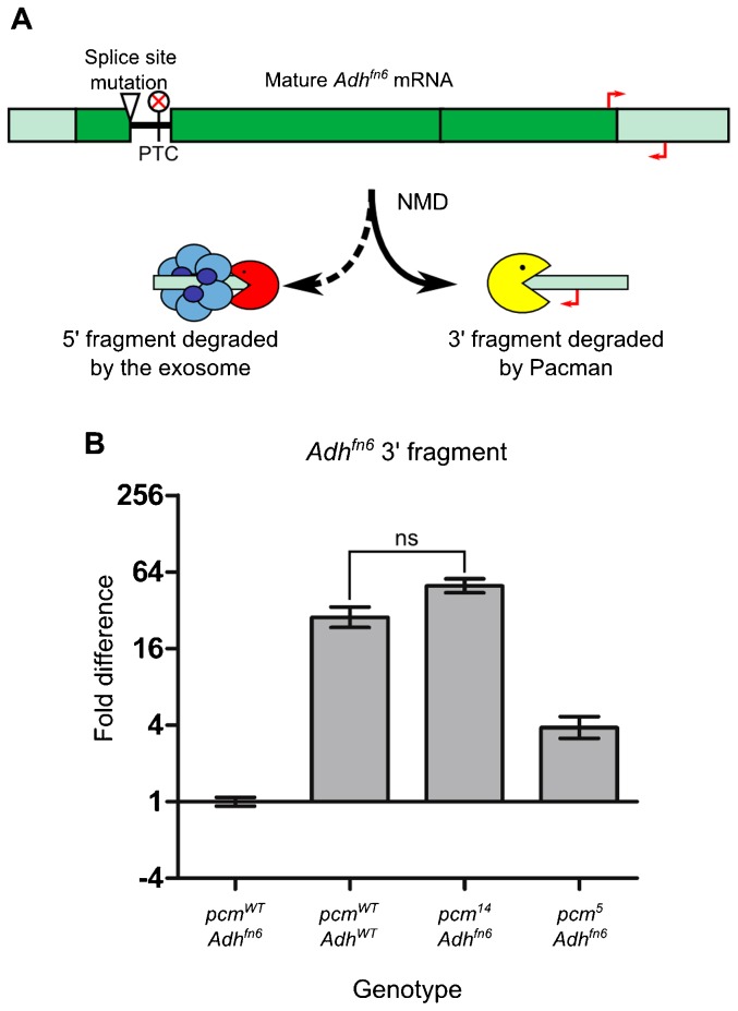 Fig. 2.