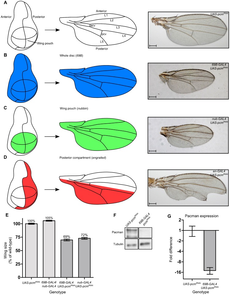 Fig. 5.