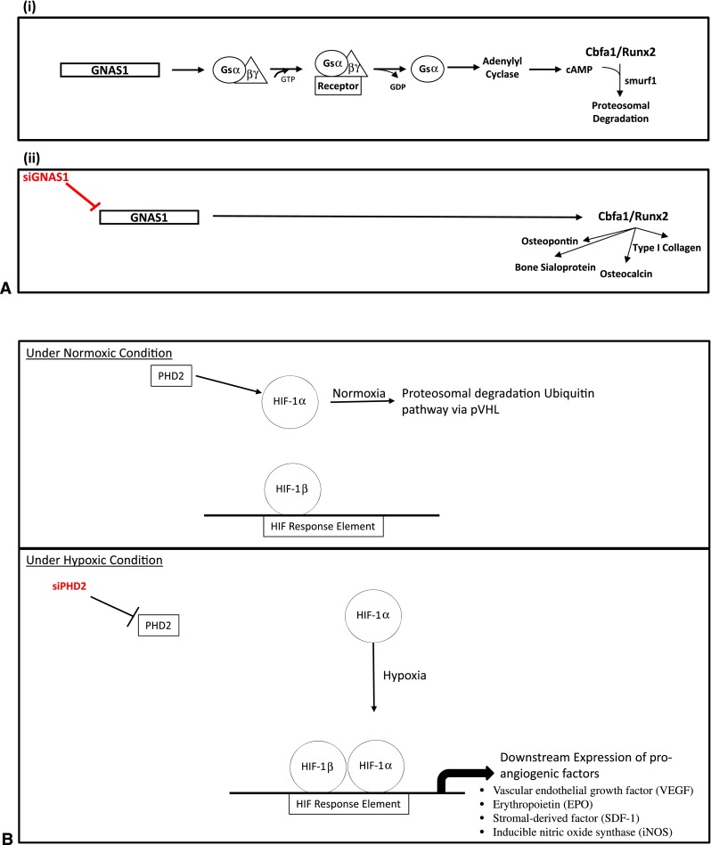 Fig. 1A–B