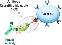 graphic file with name CHEM-25-15508-g010.jpg