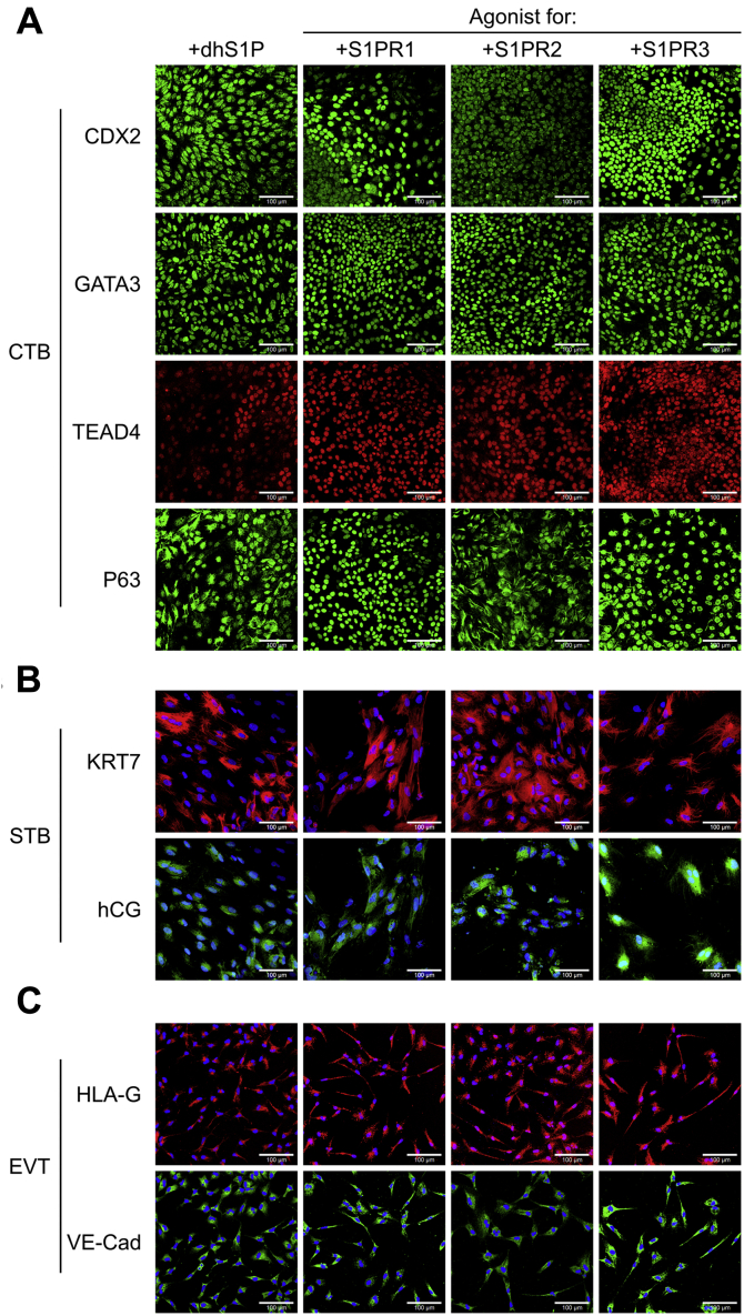 Figure 2