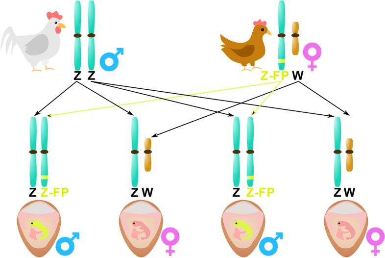 Fig. 3
