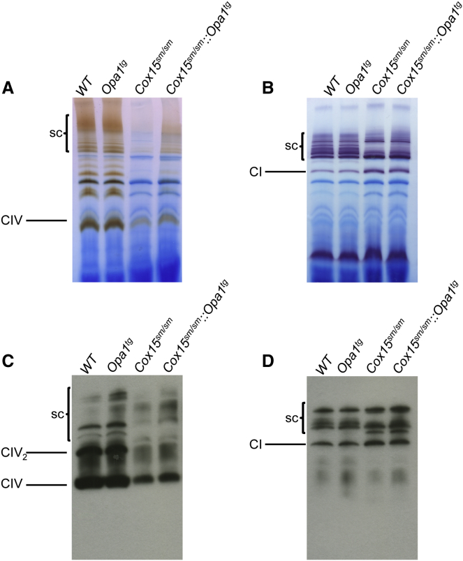 Figure 7