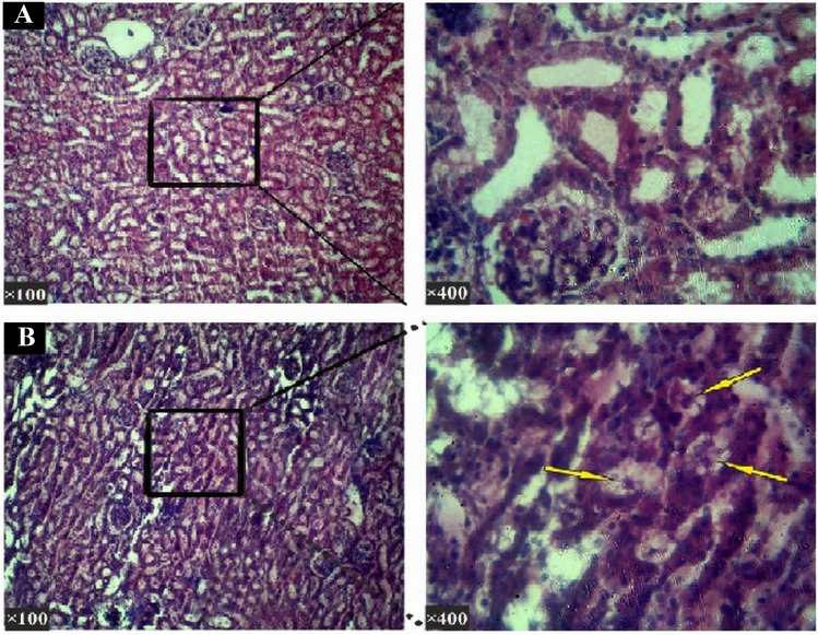 Fig. 7