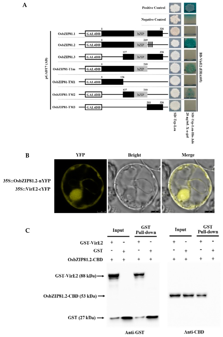 Figure 7