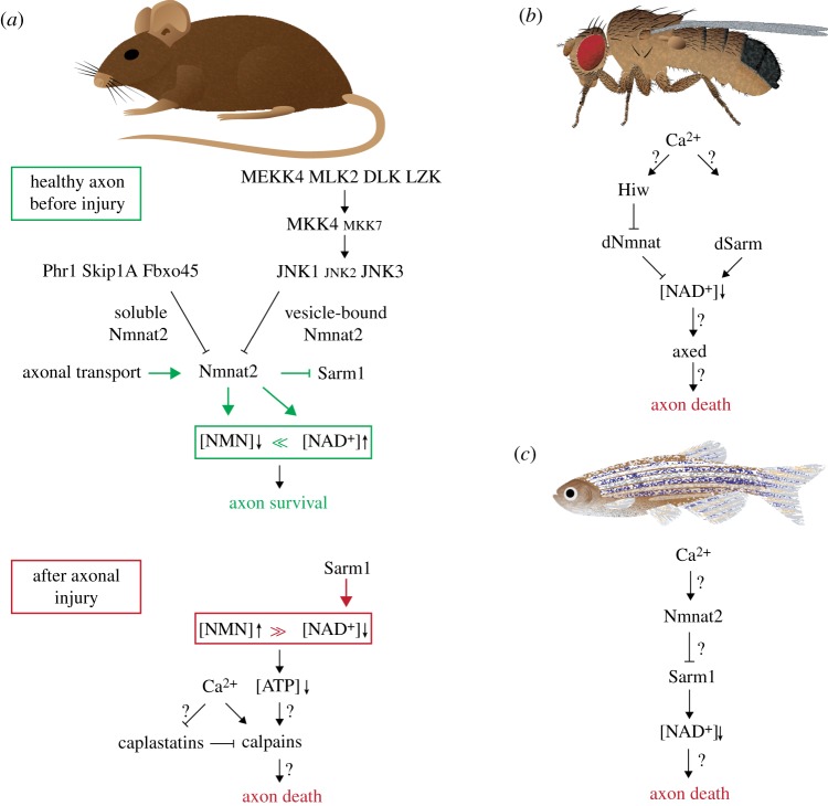 Figure 3.