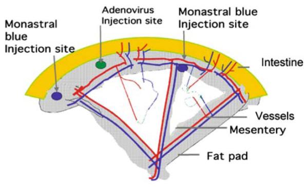 Fig. 15.1