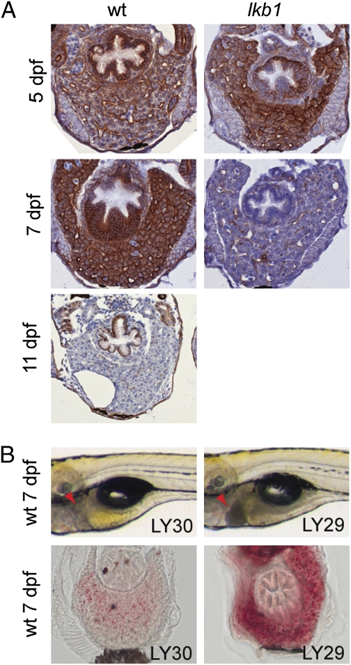 Fig. 5.