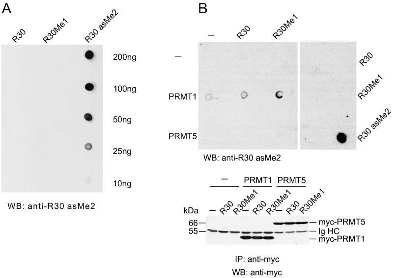 Fig. S3.