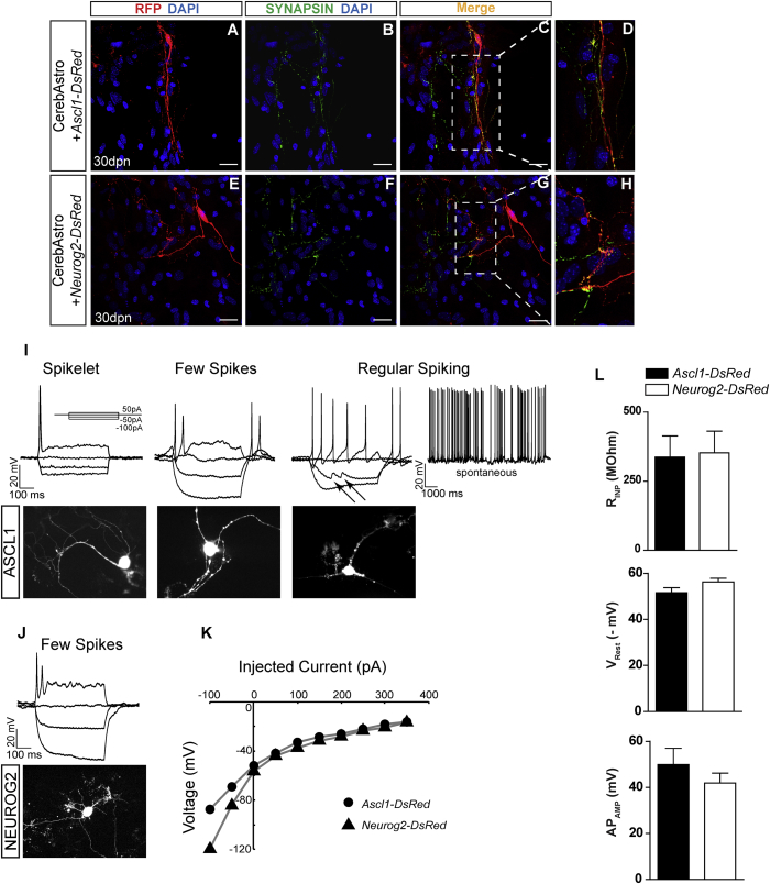 Figure 2