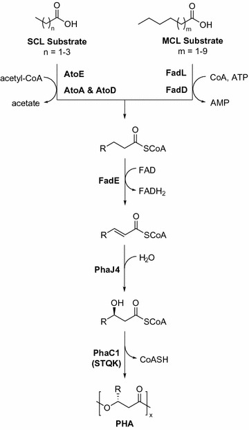 Fig. 1