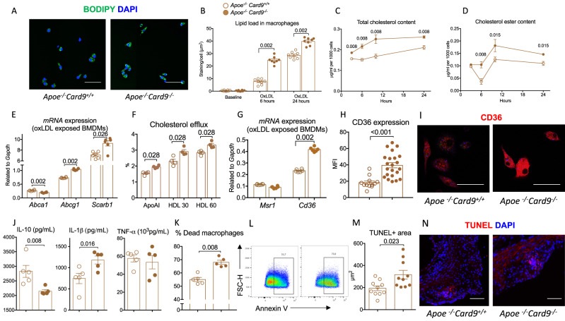 Genetic inhibition of CARD9 accelerates the development of ...