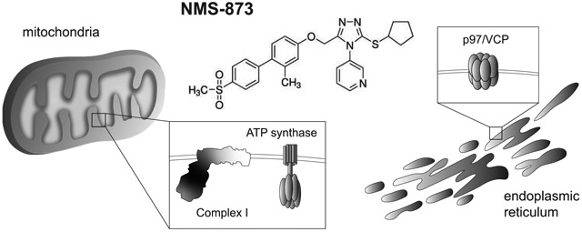 graphic file with name nihms-1685616-f0001.jpg