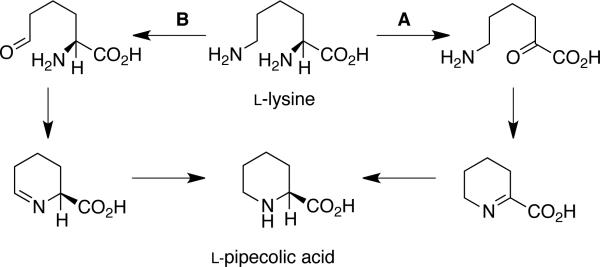 Scheme 8