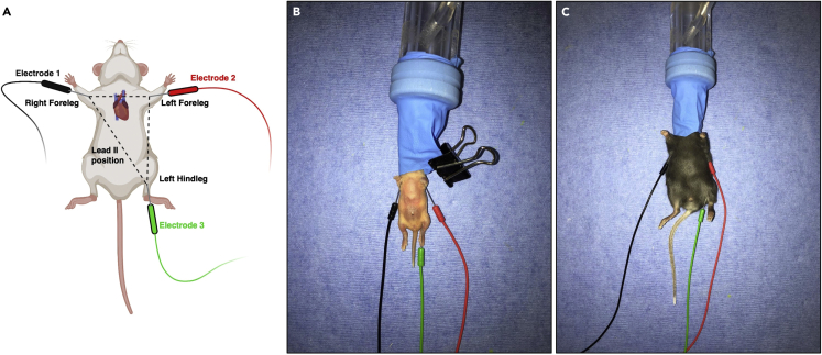 Figure 4