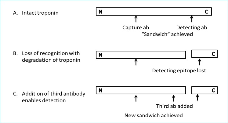 A. Detection of an intact troponin molecule with a single capture and detection antibody using a two-site “sandwich” immunoassay’ B. Degradation of troponin at the C-terminus. The epitopes of the capture and detecting antibodies are now on different fragments therefore neither are detected. C. Use of a third antibody enables detection of the larger fragment of troponin.