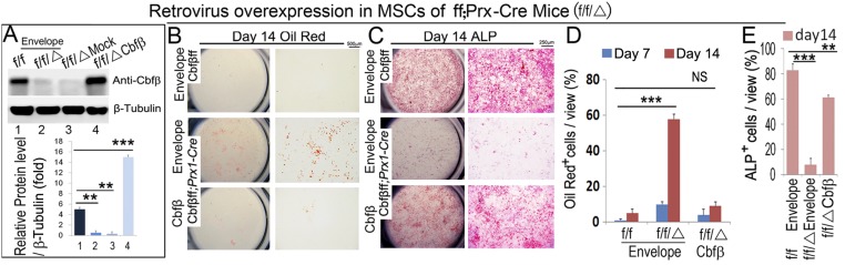 Fig. S1.