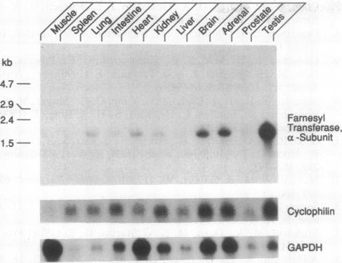 graphic file with name pnas01074-0400-a.jpg