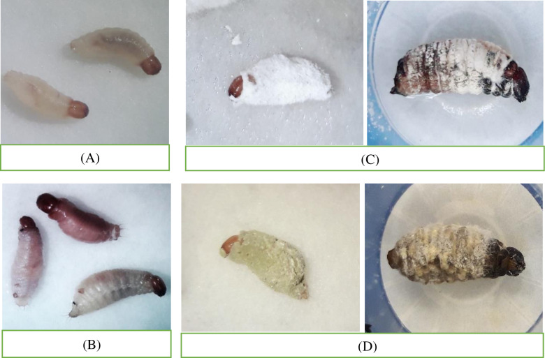 Fig 2