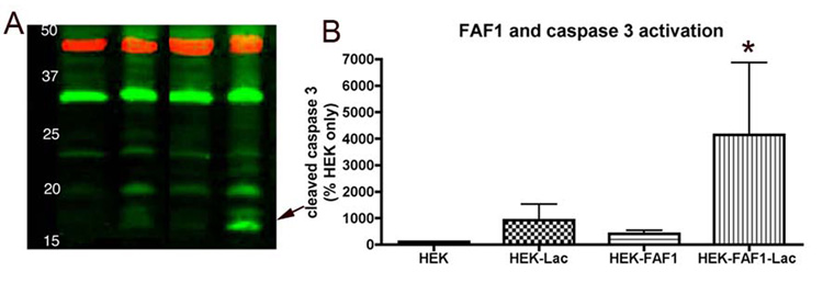 Fig 7