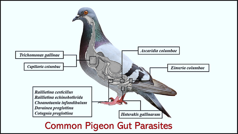 Figure 12