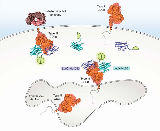 Figure 2.