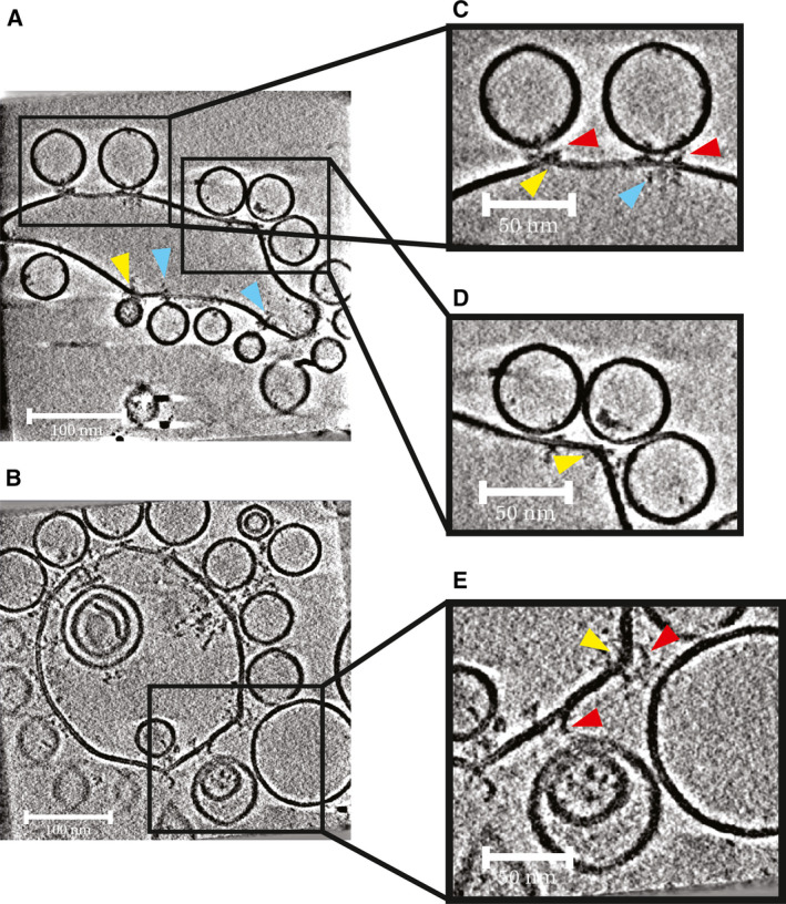 Fig. 2