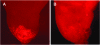 F<sc>igure</sc> 5.—