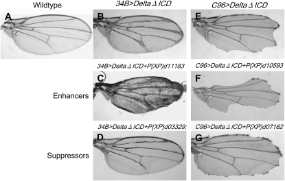 Figure 2.—