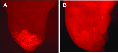 Figure 5.—