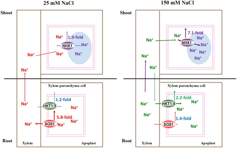 FIGURE 4