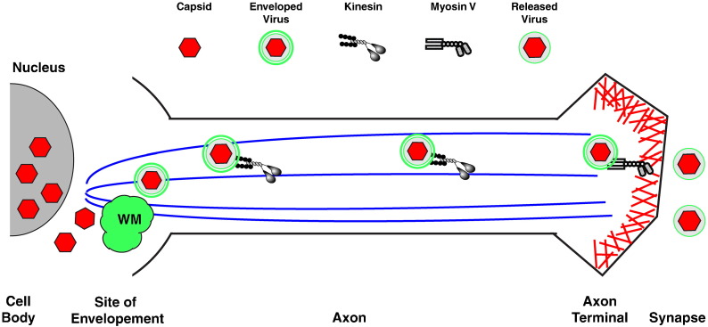 Fig. 3