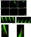 <b>Figure 3</b>
