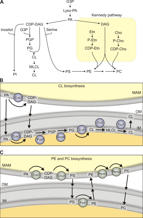 Figure 2.