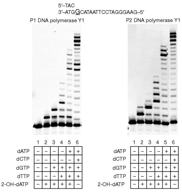 Figure 5