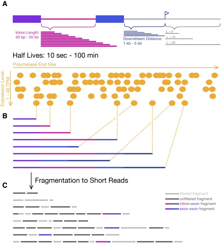 Figure 1—figure supplement 1.