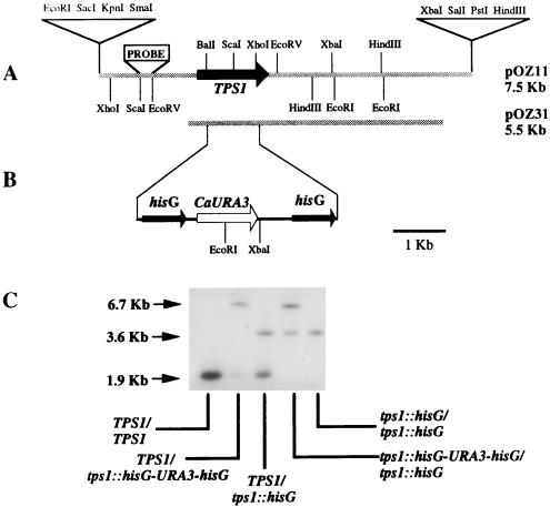 FIG. 1