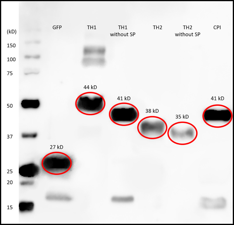 Fig 3