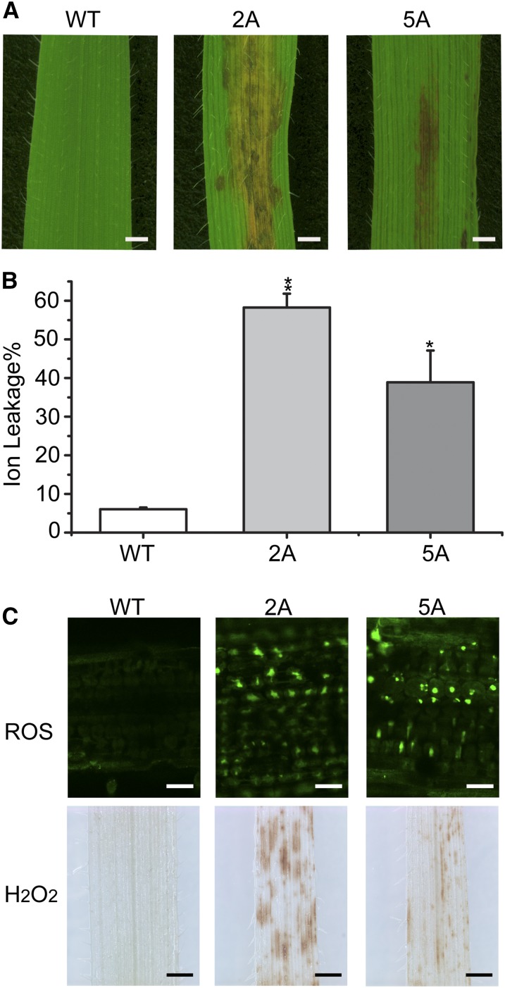 Figure 5.