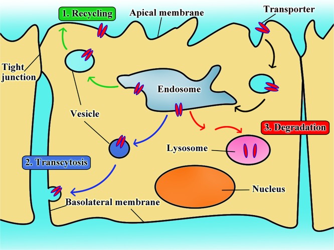 FIGURE 3