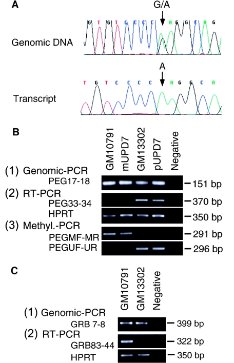 Figure  1