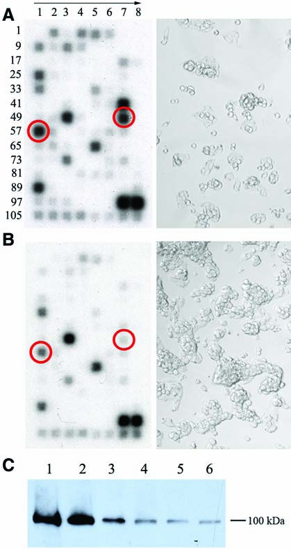 FIG. 4.