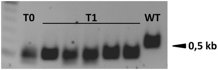 FIGURE 3