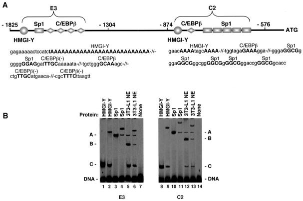 FIG. 1.