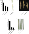 Figure 5