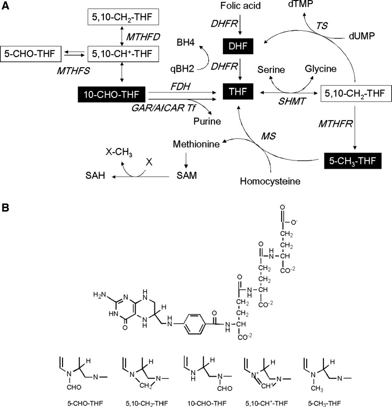 FIG. 1.