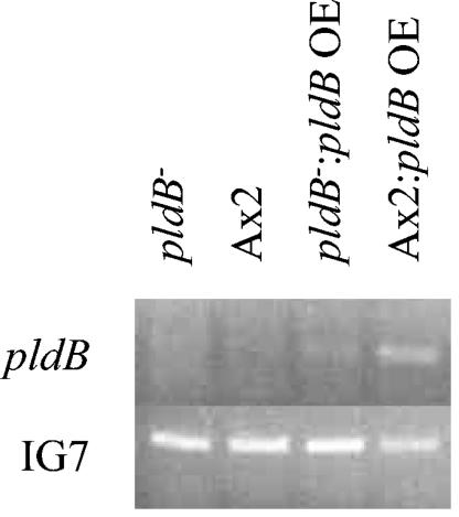 FIG. 4.