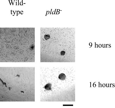 FIG. 6.