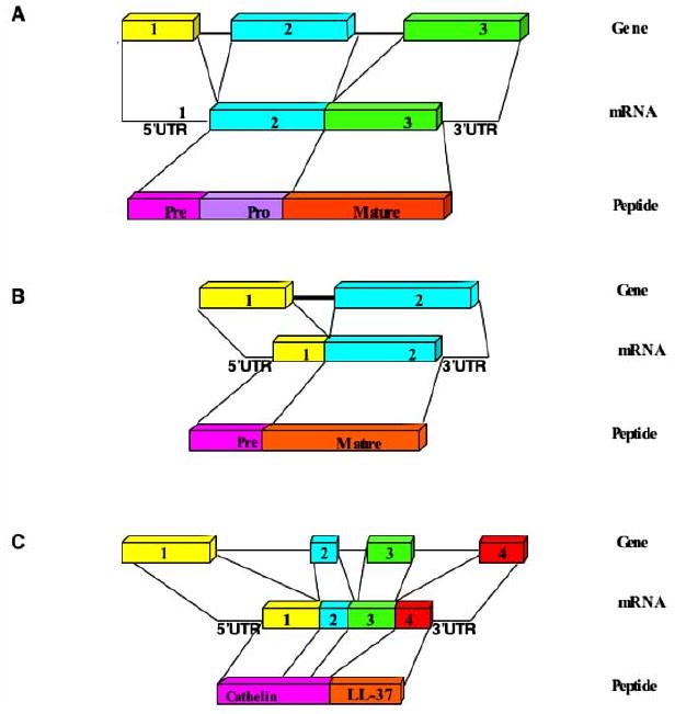 Fig. (2)