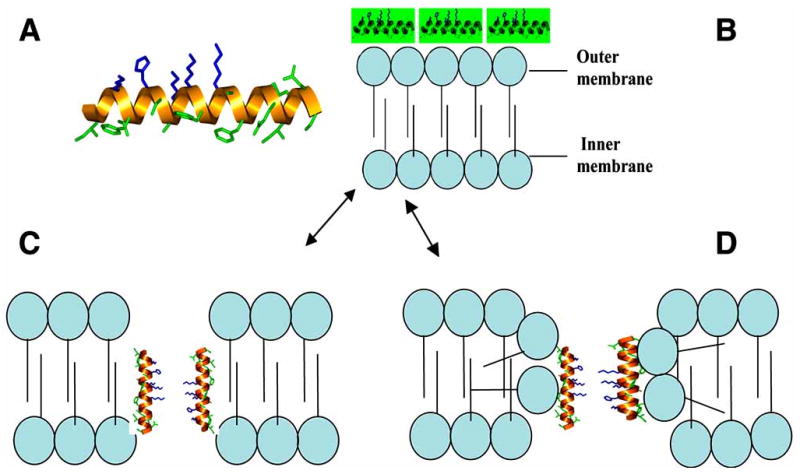 Fig. (1)